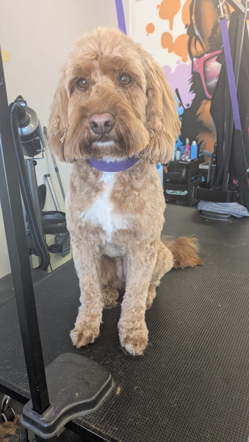 A freshly groomed apricot cockapoo sitting on the grooming table in the salon, wearing a purple collar