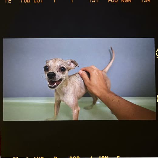 A small dog being blow-dried, its coat lifting in the airflow